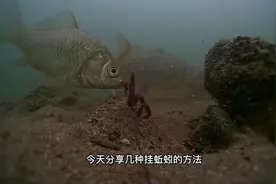 如何正确挂蚯蚓提高中鱼率，这几种挂蚯蚓方法你会选哪种视频封面