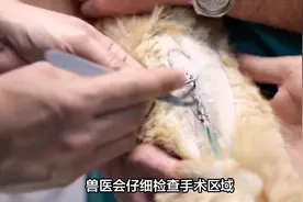 从切口到恢复，公猫绝育全解析！