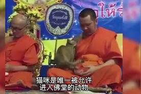 猫咪是唯一被允许进入佛堂的动物，原因竟然是… #萌宠 #猫咪视频封面
