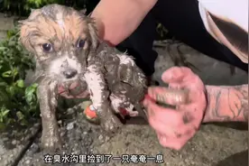 臭水沟捡来的小奶狗，带回房车悉心照料两天，最终还是发生了意外视频封面