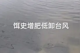 全程饵史增肥，低卸台风，抗应急！保水草，促营养