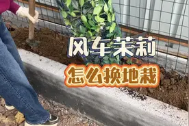 #风车茉莉 花买回来了怎么种？教你一个爆花地栽小技巧！视频封面