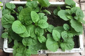 阳春三月，正是种植最佳季节，推荐5大类30多种蔬菜，别错过了哦视频封面