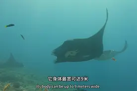 潜水员必看的大货之一「manta」又名魔鬼鱼和蝠鲼视频封面