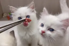 满月后的小奶猫第一次吃肉肉，见到肉满脸疑惑#萌宠出道计划