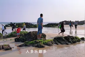 广东惠州小众沙滩赶海，现场真实实拍，青口密密麻麻，抓得好过瘾