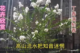 庭院丁香花开满树香#丁香花儿开 #鲜花盛开＃花香醉人心舒畅视频封面