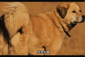 大黄狗终于开口说人话了！#狗是人类最忠诚的朋友 #萌宠