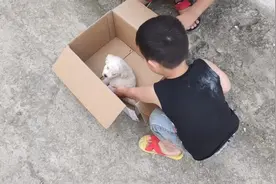 老院邻居告知有人把五只没满月的小狗遗弃在我家隔壁仓库门口视频封面