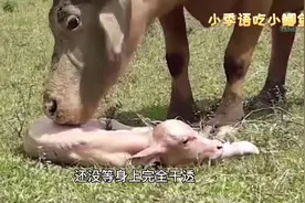 牛妈妈难产，没有任何帮助只能靠自己！生育过程让人难以置信！视频封面