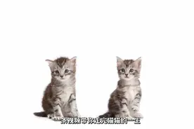 两分钟带你走完猫猫的一生#猫咪