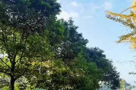 一曲好听新疆民歌，由著名歌唱家男女声对唱阿瓦尔古丽，。视频封面