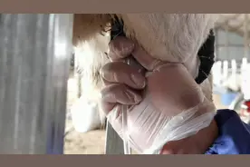 羊脓包处理的正确方法，不要挤，看完这个视频就学会了。视频封面