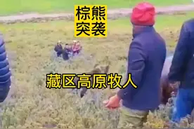#野生动物零距离 #一伙牧民在藏区高原采虫草，忽遇棕熊