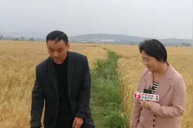 麦套稻，小麦棵里套水稻，轻型简化栽培！您家的田块适合麦套稻吗视频封面