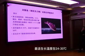 暗纹东方鲀的工厂化养殖#河豚鱼养殖 #工厂化养虾 #培训视频封面