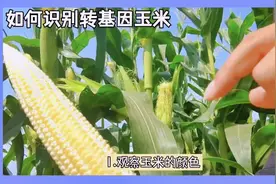 转基因玉米存在风险？教你5招识别转基因食品视频封面