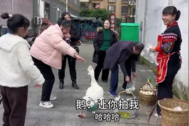 大白鹅今天在城里咬人了，大家数一下它一共咬几次人了