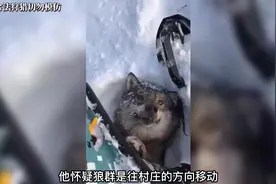 俄罗斯猎人狩猎野狼有多硬核？驾驶雪地摩托撞击野狼#狼 #狩猎视频封面