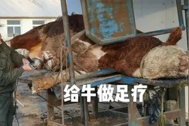种公牛日常保健最重要的环节就是修蹄。视频封面