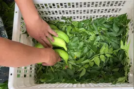 香蕉催熟3个技巧，小时候就这么弄，熟得快 天然又无害#香蕉