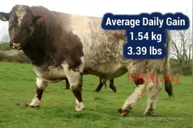 全球十大肉牛品种