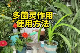 告诉你多菌灵的作用与使用方法。多菌灵是一款杀菌剂视频封面