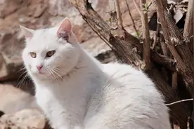 我拍到学校的猫了！vlog004#vlog #校园 #校园vlog #猫视频封面