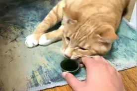 千万不要给猫喝酒，喝醉的猫猫太可怕了，镜头记录搞笑全过程！