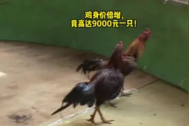 鸡身价倍增，竟高达9000元一只！太吸引人了！#斗鸡 #斗鸡文化视频封面