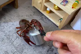 小龙虾为何如此美味？是因为生存的环境和水的质量？还是它的智商视频封面