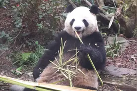 蓬蓬裙变包臀裙，瘦瘦长长的肉嘟嘟 #大熊猫梅兰肉肉视频封面