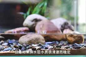 为什么鱼缸会发白发臭？硝化细菌是什么？
#造景 #水族 #原生造景视频封面