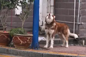 这犬犬，嚎似狼声，大家猜猜是什么品种？#狗是人类最忠诚的朋友
