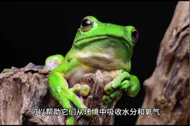 关于青蛙的科普知识#神奇动物在抖音 #科普知识 #动物视频封面