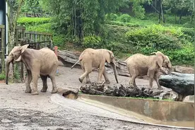 🐘大象尾巴翘起来是为什么，你知道吗？视频封面