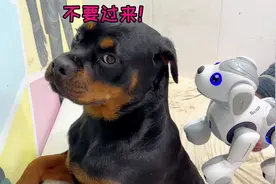 当真狗遇上假狗，会有什么反应呢 #罗威纳护卫犬