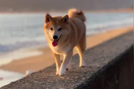 为啥柴犬跑起来是斜着身子。差点掉下来！#柴犬 #家有傻狗视频封面