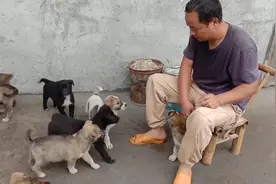 如何区分犬的好坏？一个动作就能解决，好不好养一眼就能看的出来