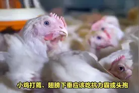 鸡闭眼瞌睡用什么#禽医刘帆 #鸡闭眼没精神 #禽病防治视频封面