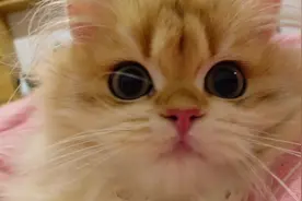 当小猫咪学会了自拍#这么可爱的小猫咪 #铲屎官的乐趣