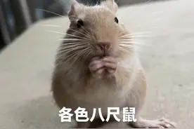 #萌宠 #八尺鼠 各种颜色的八尺鼠合集