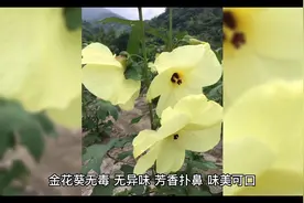 #健康又美味 金华葵花的功效与作用视频封面