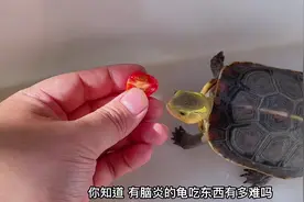 你知道脑炎的龟，吃东西有多难吗？准备带找爬宠医生了