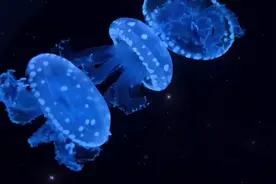 快艾特你的好朋友，一起来看水母啦！#海星 #派大星 #水母