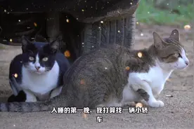 夜深时，流浪猫会睡在哪里？这4个隐藏地点你知道吗？#流浪猫