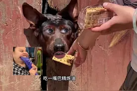 狗：巧克力味！饼干！#搞笑配音#狗狗#萌宠#看一遍笑一遍