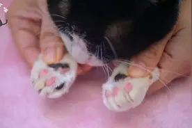 你知道怎么看猫咪贫血吗？#猫咪 #记录猫咪日常 #萌宠 #新手养猫视频封面