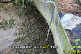 去外面搞了五百斤小蛙回来养，这才没几天就卖了一个池，卖的好快视频封面