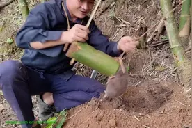 小伙原地素材用竹子现场制作工具捕捉野生大竹鼠 #国外合法狩猎视频封面